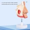 DYTAH 1:1 Realistic Human Nasal Cavity Model, Respiratory System Anatomical Model for Teaching view 4