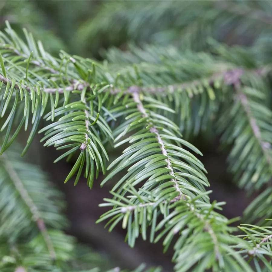 Abies sachalinensis – Sakhalin Fir