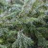 Abies sachalinensis – Sakhalin Fir view 2