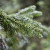 Abies sachalinensis – Sakhalin Fir view 3