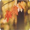 Torribala Non-Slip Bath Mat, Autumn Maple Leaves in Sunlight, 40 x 60 cm view 1