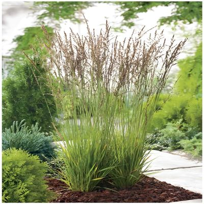 5 x Molinia caerulea 'Heidezwerg' Small Purple Moor Grass