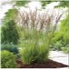 5 x Molinia caerulea 'Heidezwerg' Small Purple Moor Grass view 1