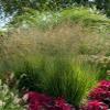 5 x Molinia caerulea 'Heidezwerg' Small Purple Moor Grass view 2
