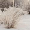 5 x Molinia caerulea 'Heidezwerg' Small Purple Moor Grass view 3