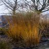 5 x Molinia caerulea 'Heidezwerg' Small Purple Moor Grass view 4