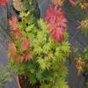 Acer shirasawanum 'Autumn Moon' – Japanese Golden Maple, 40–60 cm view 1
