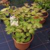 Acer shirasawanum 'Autumn Moon' – Japanese Golden Maple, 40–60 cm view 2
