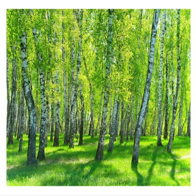WallArena Non-Woven Photo Wallpaper, 416 x 254 cm