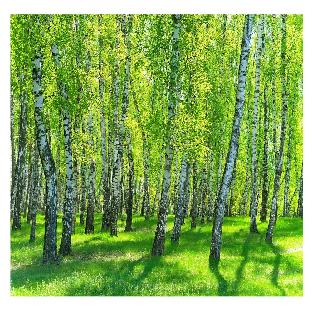WallArena Non-Woven Photo Wallpaper, 416 x 254 cm