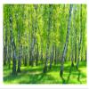 WallArena Non-Woven Photo Wallpaper, 416 x 254 cm view 1