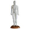 DYTAH Human Acupuncture Model for Practice and Teaching view 1