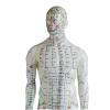 DYTAH Human Acupuncture Model for Practice and Teaching view 2