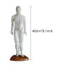 DYTAH Human Acupuncture Model for Practice and Teaching view 3