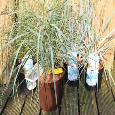 American Beach Grass Ammophila breviligulata – Blue Beach Grass – Dune Grass