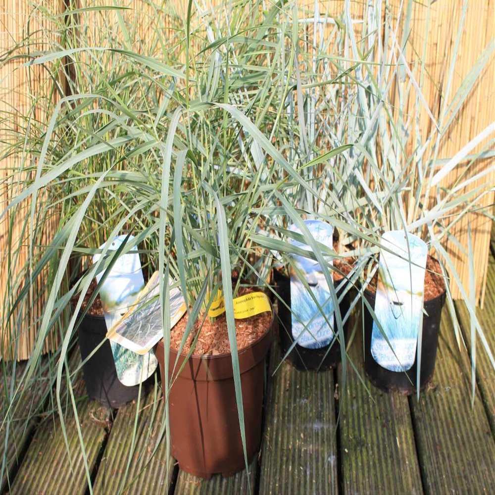 American Beach Grass Ammophila breviligulata – Blue Beach Grass – Dune Grass