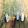 American Beach Grass Ammophila breviligulata – Blue Beach Grass – Dune Grass view 1