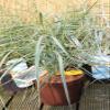 American Beach Grass Ammophila breviligulata – Blue Beach Grass – Dune Grass view 2