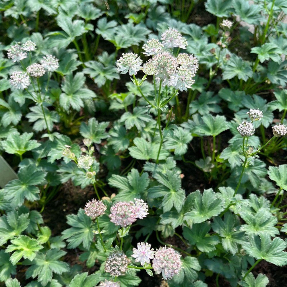 Astrantia major / Great Masterwort