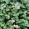 Astrantia major / Great Masterwort view 1