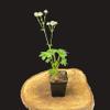 Astrantia major / Great Masterwort view 2