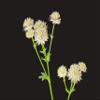 Astrantia major / Great Masterwort view 3