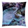 TBOUOBT Pack of 2 Velvet Pillow Covers, Square, Marine Life Coral view 2