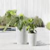 Ecopots Amsterdam 30 Planter – 30 cm Diameter x 25.4 cm H – Indoor & Outdoor view 3