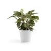 Ecopots Amsterdam 30 Planter – 30 cm Diameter x 25.4 cm H – Indoor & Outdoor view 4