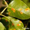 Leaf Capsules - 72 Count view 2