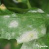 Leaf Capsules - 72 Count view 3
