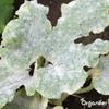 Leaf Capsules - 72 Count view 4