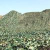 KADEUX Sun Shade Camouflage Net, Woodland Landscape Pattern, Military Camouflage Net for Hunting, Shooting, Party Decorations and Blinds, 3×10 m, 4×10 m, 5×10 m, 6×10 m, 7×10 m, 20×20 m (Size: 4×6 m / 13×19.6 ft) view 4
