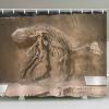 Stfery Dinosaur Skeleton Shower Curtain, Brown, 36 x 72 in view 2