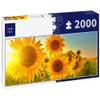 Lais Puzzle Sunflowers, Panorama, 2,000 Pieces view 1