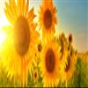 Lais Puzzle Sunflowers, Panorama, 2,000 Pieces view 2