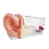 DYTAH Anatomical Human Giant Ear Model for Medical Education view 1