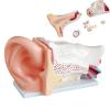 DYTAH Anatomical Human Giant Ear Model for Medical Education view 2