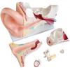DYTAH Anatomical Human Giant Ear Model for Medical Education view 3