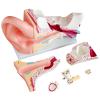 DYTAH Anatomical Human Giant Ear Model for Medical Education view 4