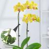 10 Plant Support Stakes with 10 Orchid Clips, 19.7 in view 2