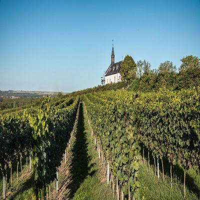 JOCHEN SCHWEIZER Gift Voucher: Vineyard Hike in Worms