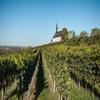 JOCHEN SCHWEIZER Gift Voucher: Vineyard Hike in Worms view 1
