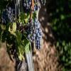 JOCHEN SCHWEIZER Gift Voucher: Vineyard Hike in Worms view 2