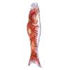 Japanese Carp Windsock Flag, Koi Nobori, Gold and Red, 110 cm view 3