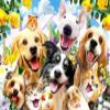 Pracht Creatives Hobby Diamond Painting Set, Animal Selfie, Approx. 35 x 25 cm view 1