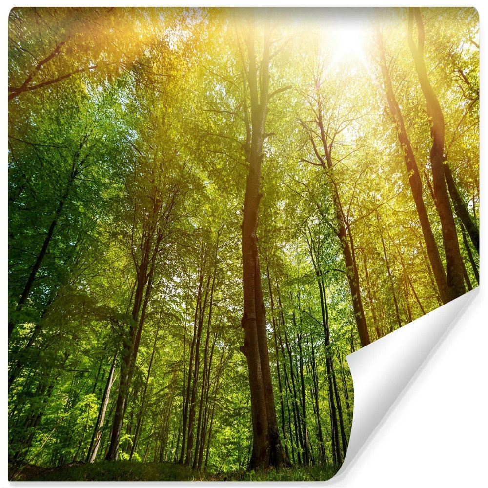 Muralo Non-Woven 3D Photo Wallpaper, Forest Sun Rays, Art Print - 300 x 210 cm