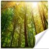 Muralo Non-Woven 3D Photo Wallpaper, Forest Sun Rays, Art Print - 300 x 210 cm view 1