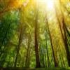 Muralo Non-Woven 3D Photo Wallpaper, Forest Sun Rays, Art Print - 300 x 210 cm view 2