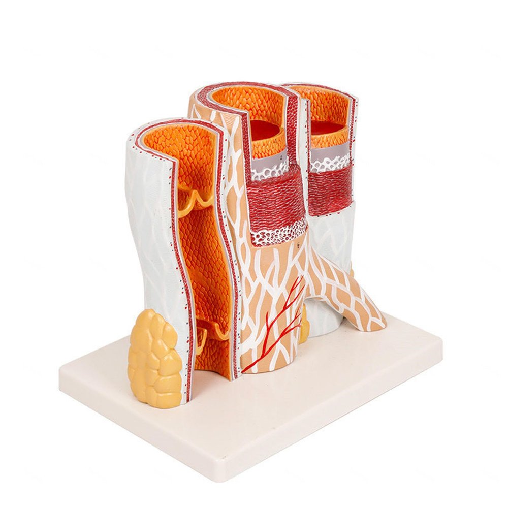 VIDECOR Arteriovenous Model of Human Blood Vessel Anatomy